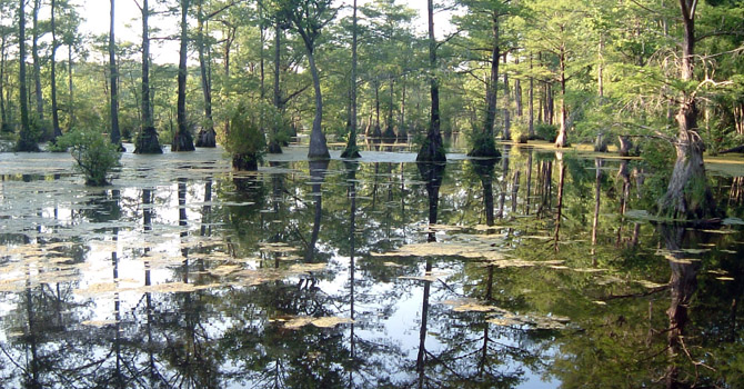 Blackwater swamp area in North Carolina